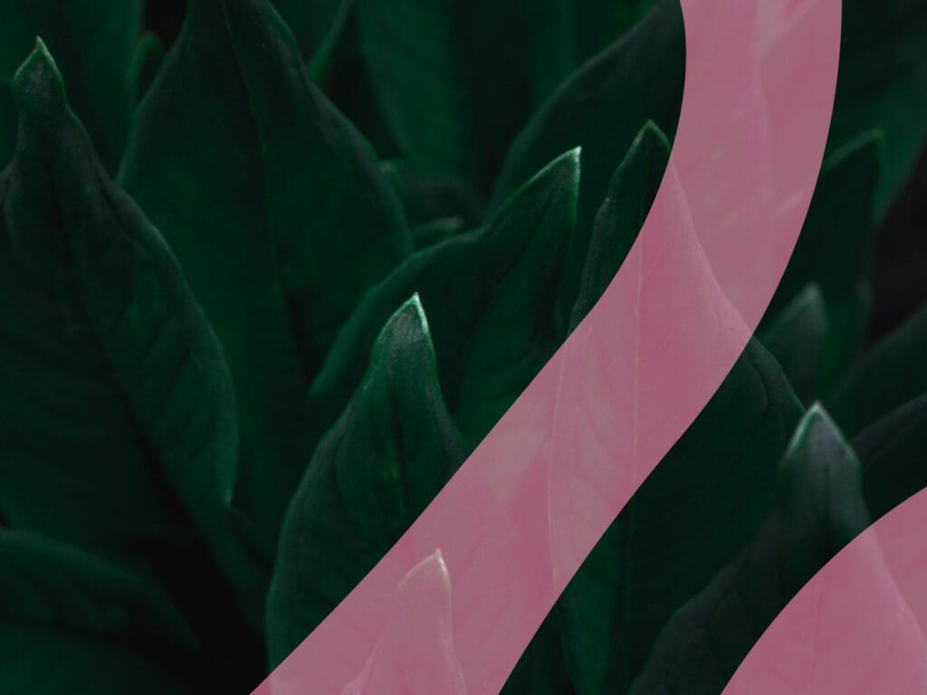 SC_CSR_languages_20242 (1)